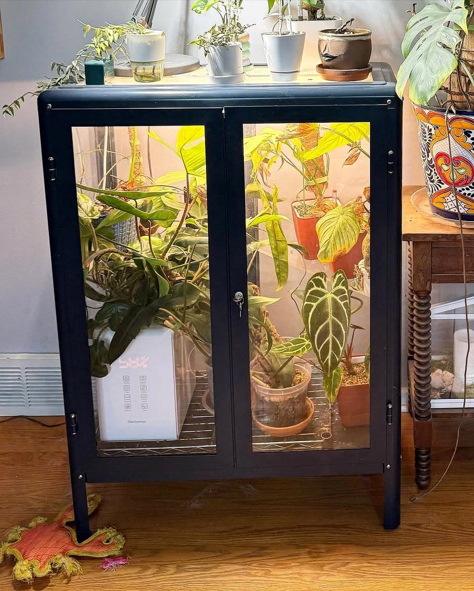metal shelf with large leafy plants