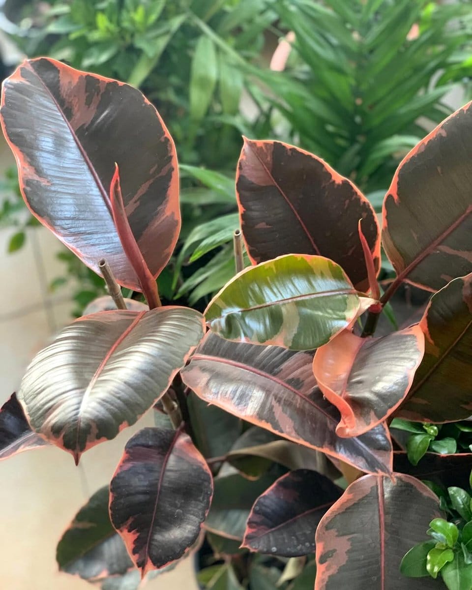 rubber plant with dark leaves