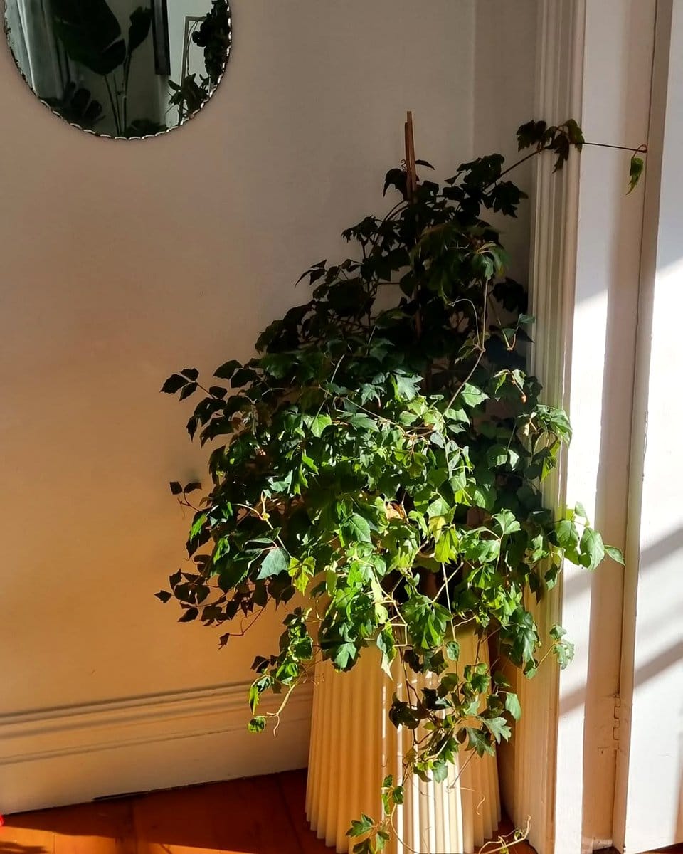 trailing ivy on floating shelf