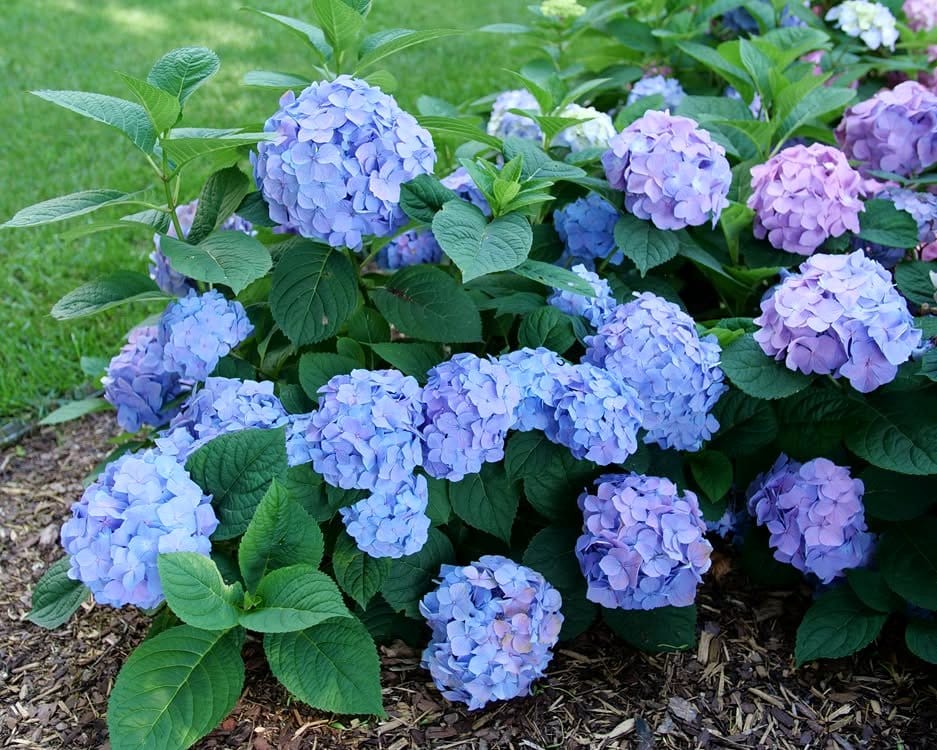 indigo hydrangeas in garden