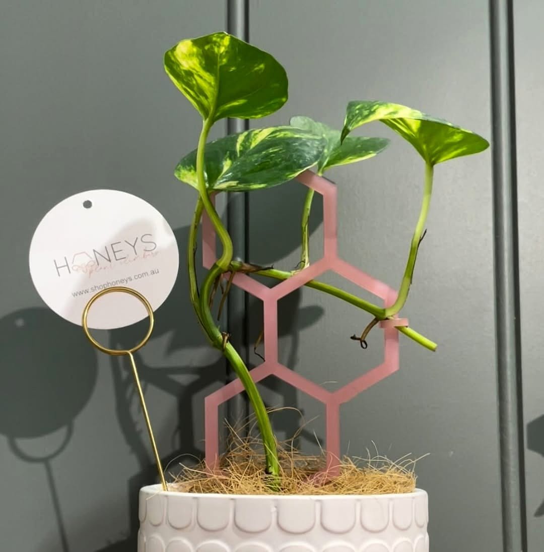 vibrant plant clips securing vines