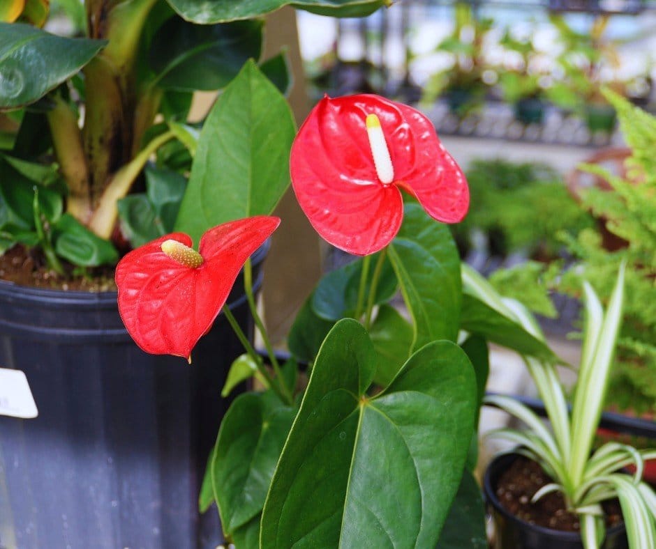 anthurium with red blooms