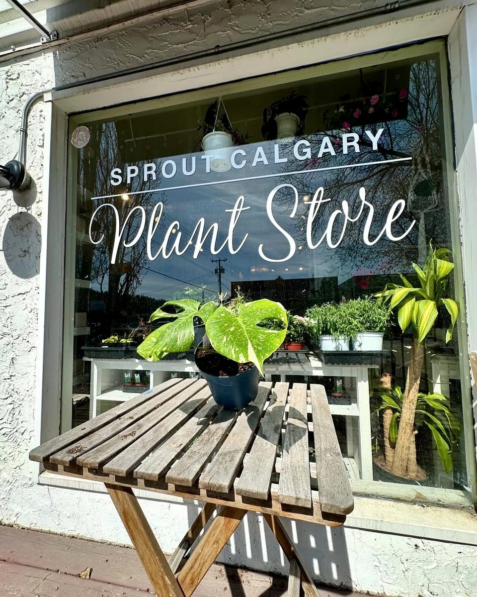 Monstera Thai Constellation with variegated leaves