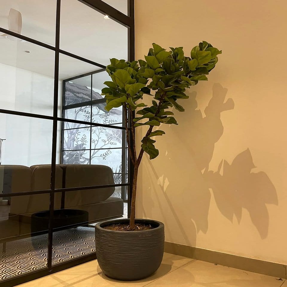Matching indoor planter boxes with assorted houseplants