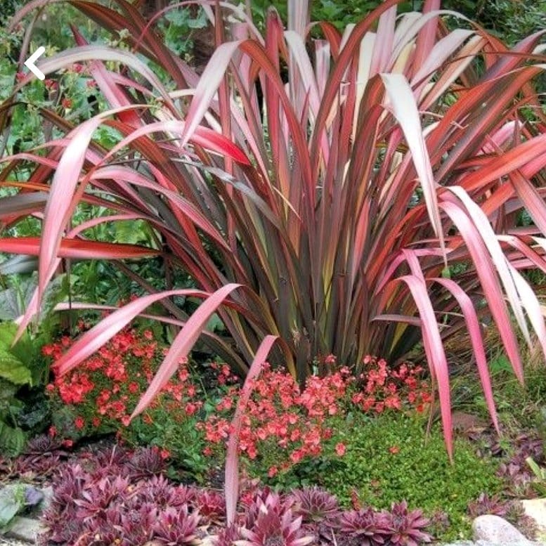 Cordyline and Phormium in urban garden