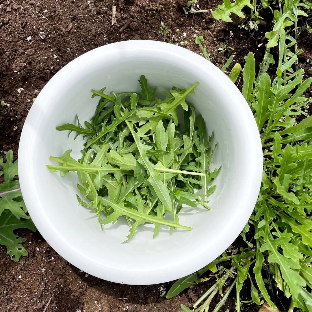 arugula in small planter