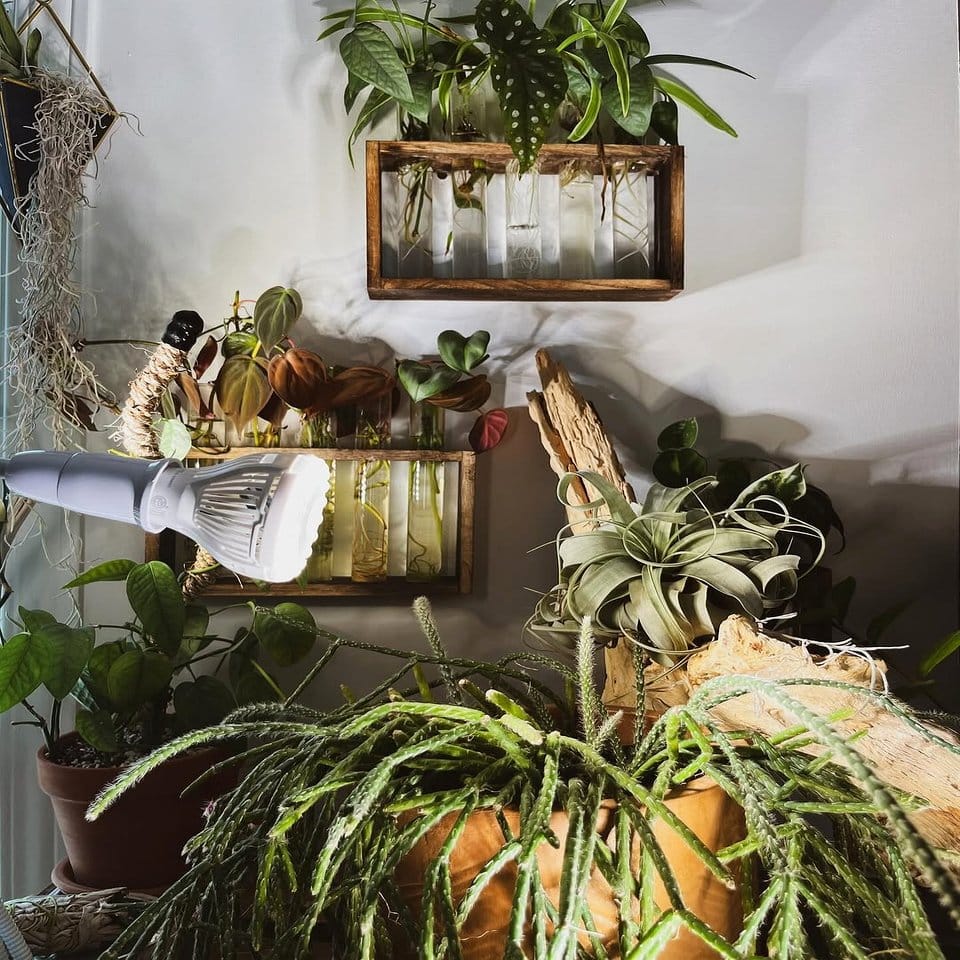 Stacked wooden crates with potted herbs