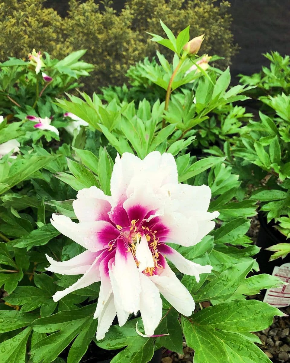 blooming patio peach tree