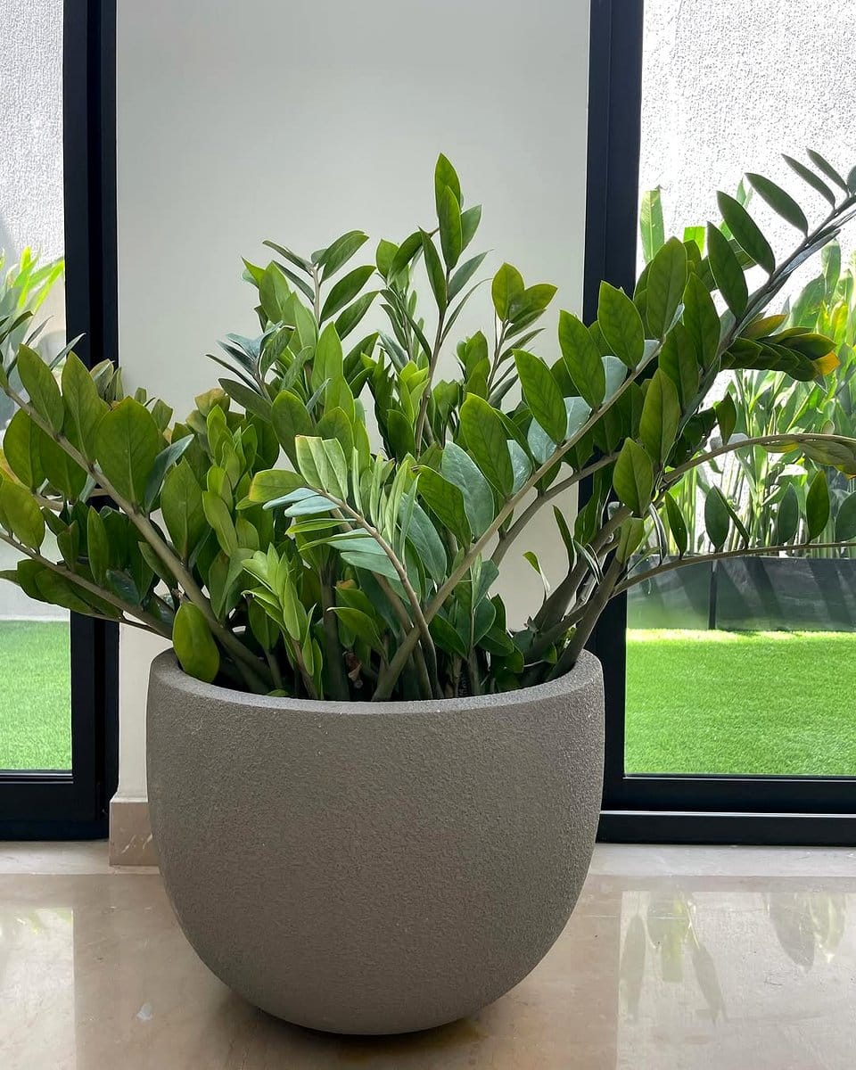 rectangular planter box with assorted plants