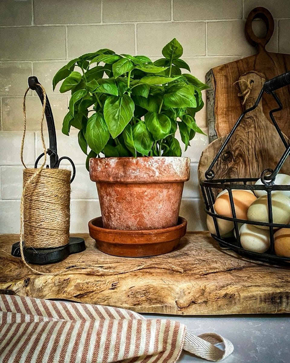 herbs on kitchen counter