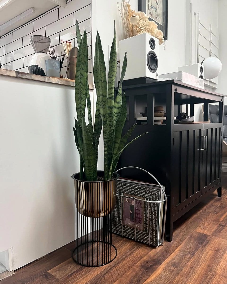 Rubber Plant and Snake Plant on windowsill