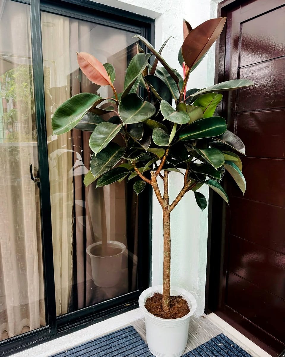 rubber plant in bright room