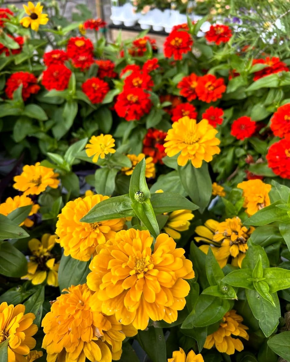 colorful annual flower bed