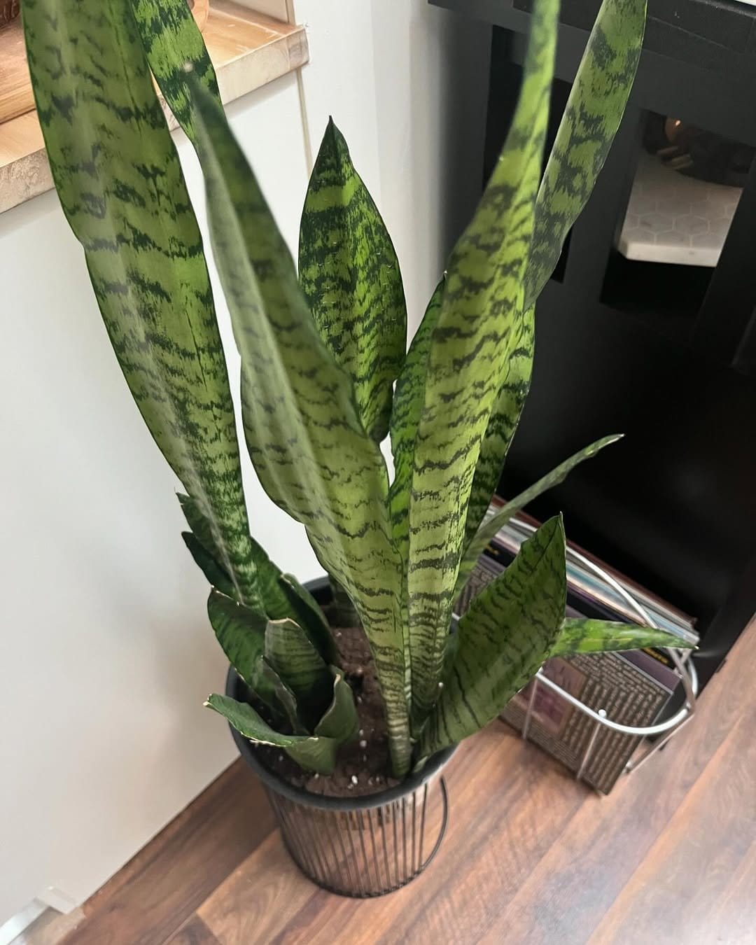 Sleek snake plant in a metallic stand