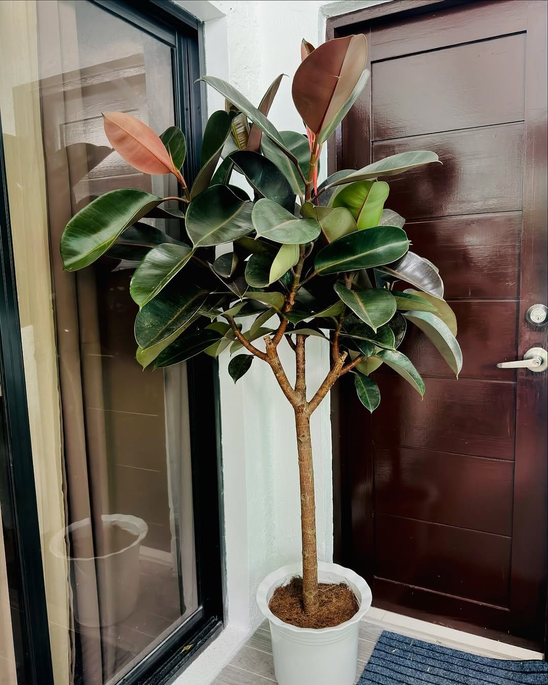 Majestic rubber tree in entryway