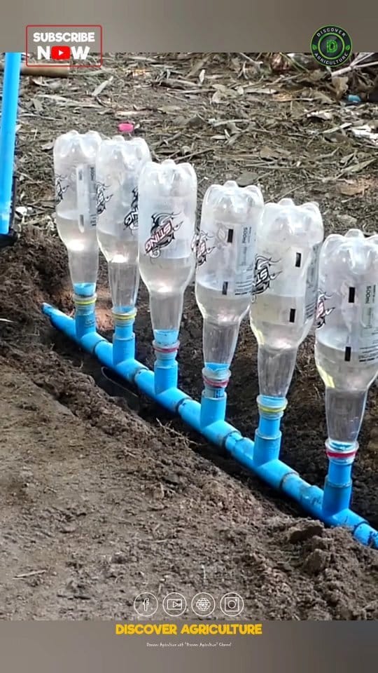 homemade drip irrigation from plastic bottle