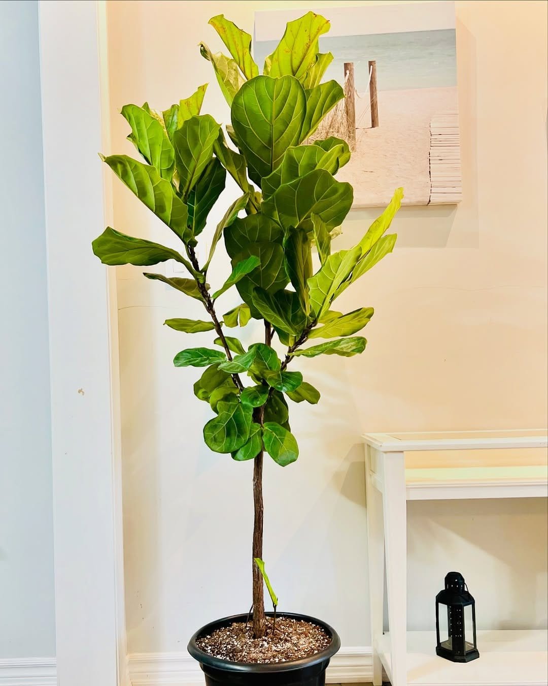 Stylish fiddle leaf fig in modern room