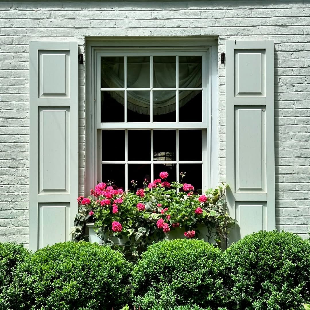 blooming geraniums in window box