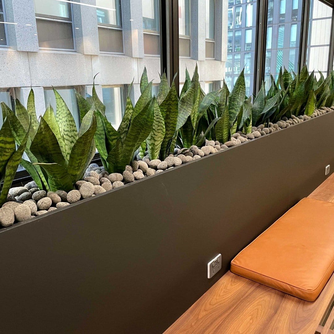 vertical snake plant wall