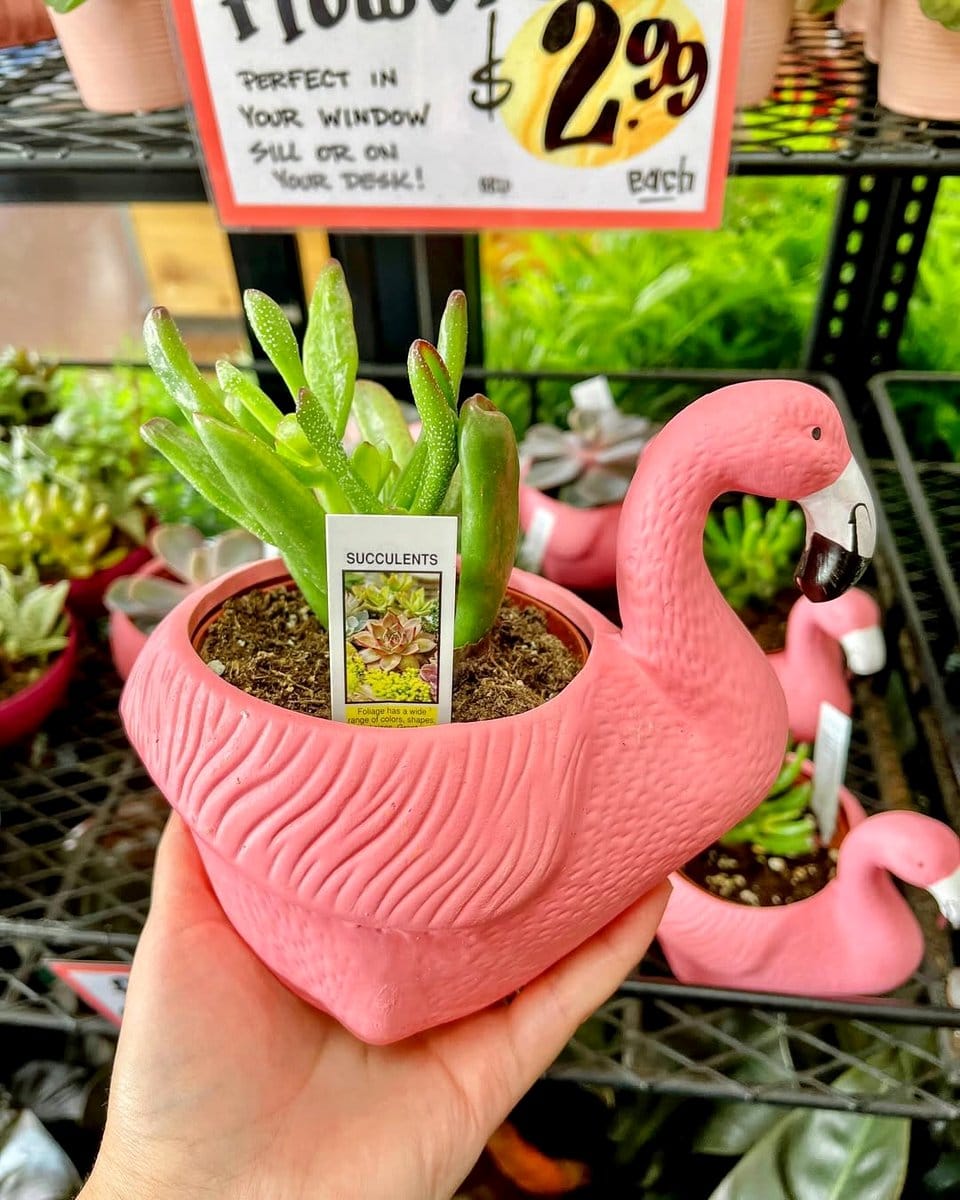 mixed planters with diverse succulents