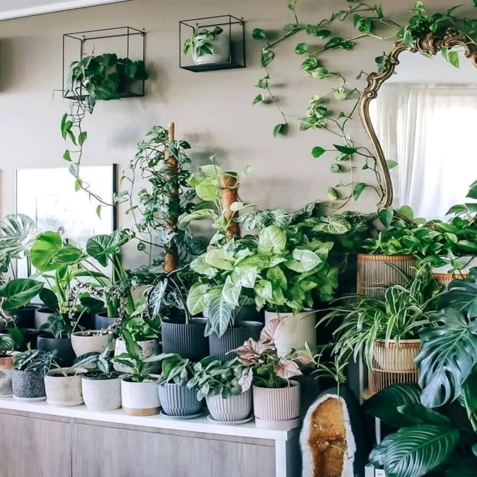 Plants arranged with artistic decor pieces