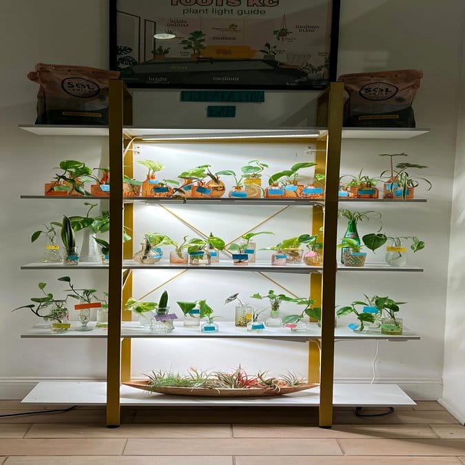 Clear glass plant containers with visible roots