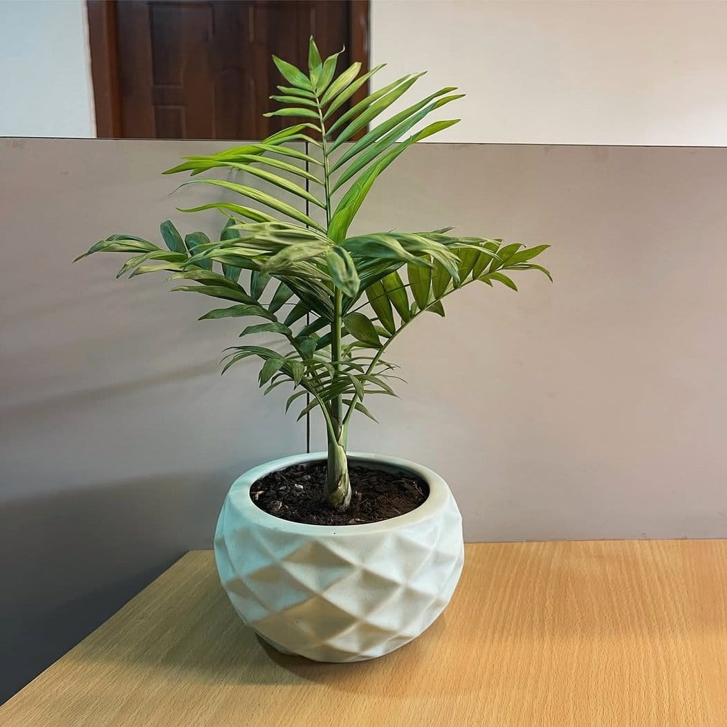 Parlor palm with delicate fronds in corner of living room