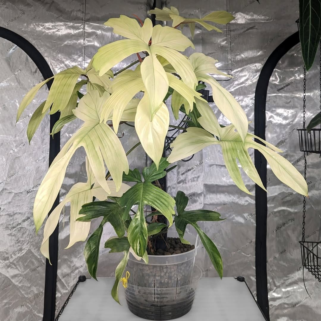 philodendron florida ghost with unique leaf shapes