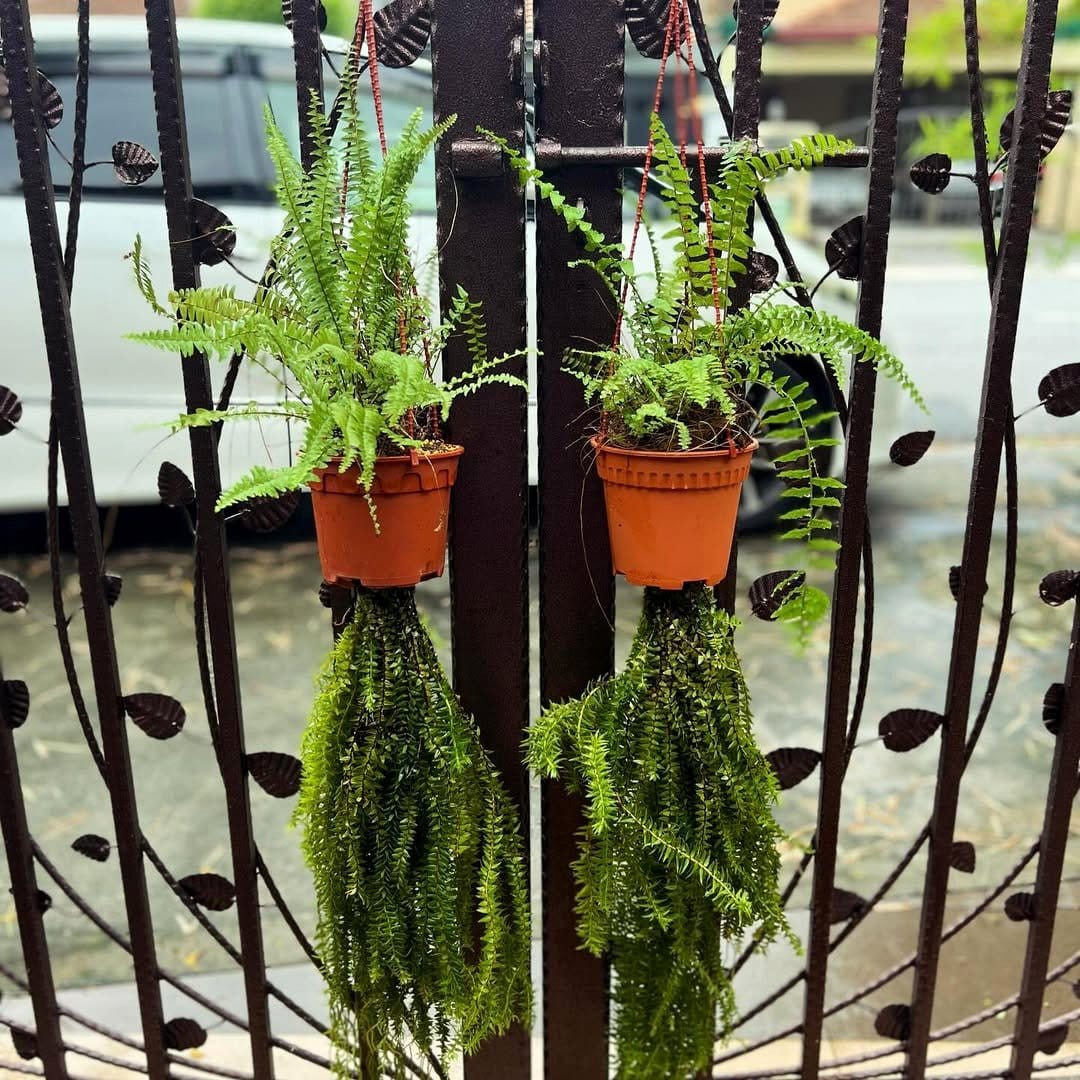 Assorted ferns in terracotta pots