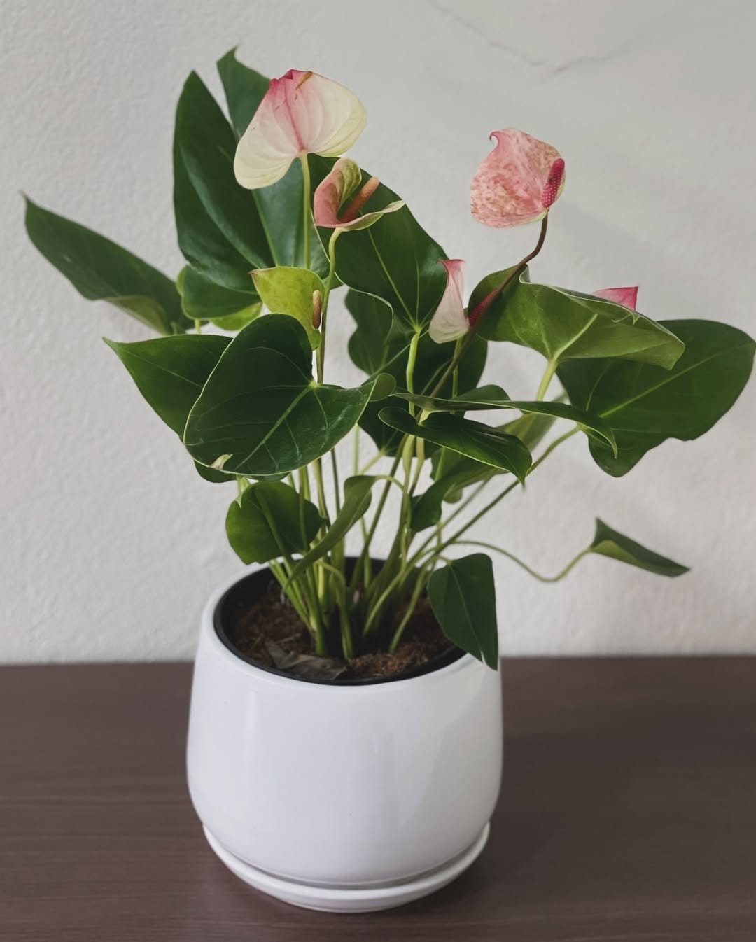 Blooming anthurium in glossy pot
