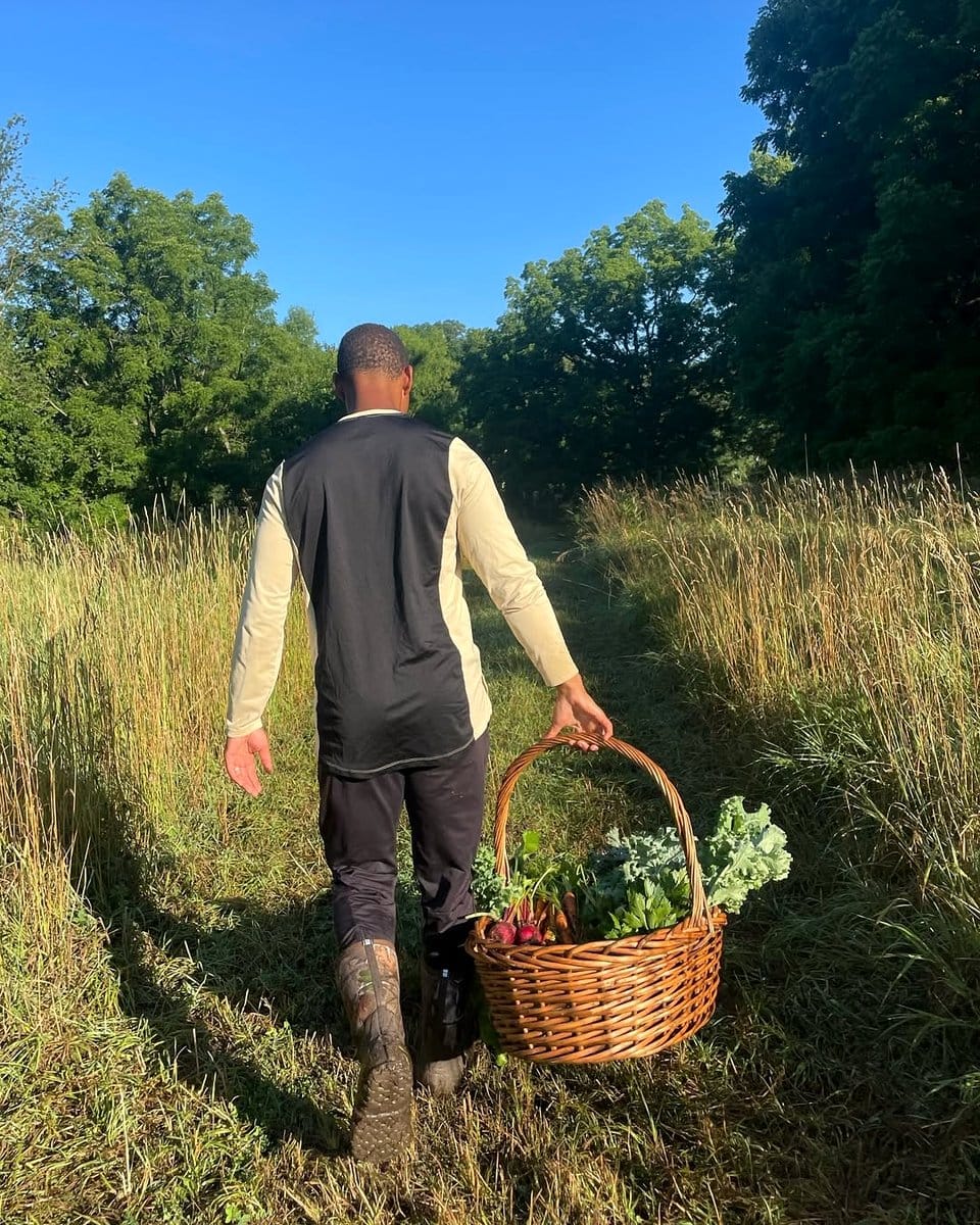 basket of freshly harvested vegetables