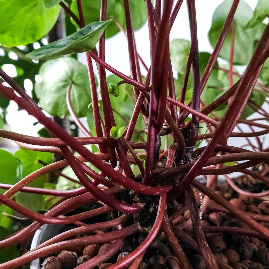 Compact peperomia in small terracotta pot