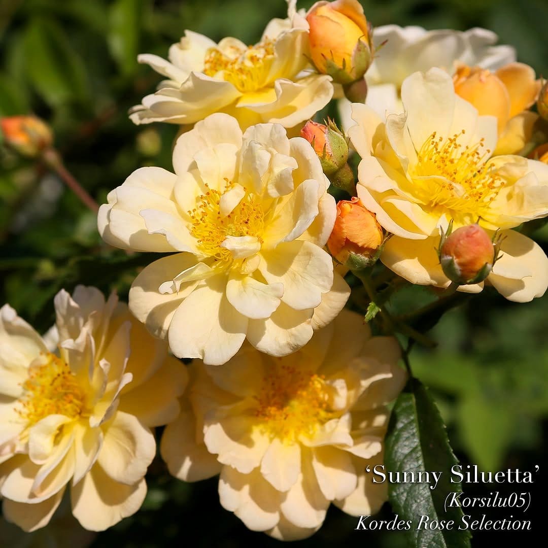 Indoor trellis with climbing ivy
