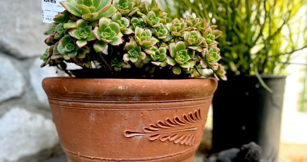 ornamental grasses in ceramic pots
