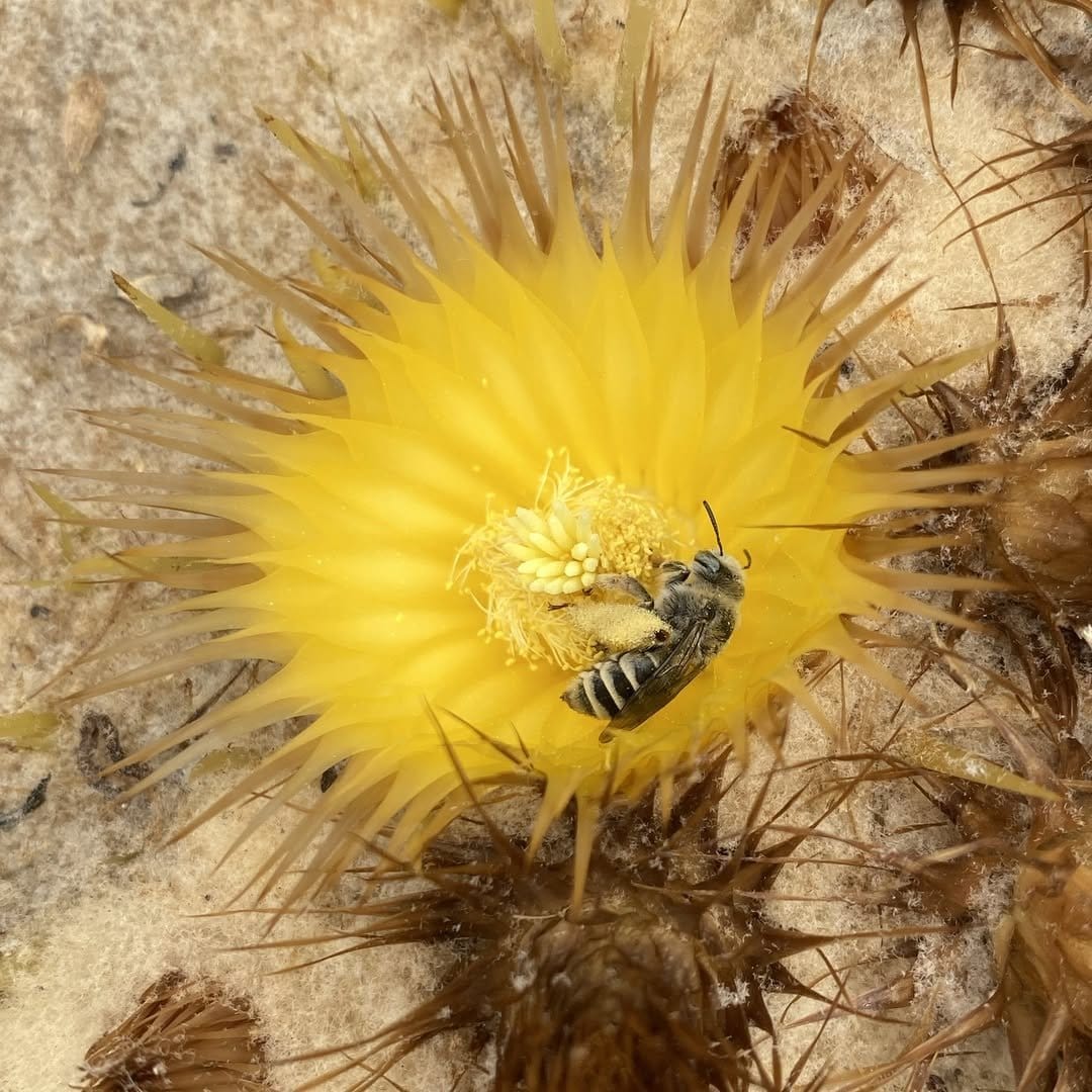 Golden barrel cactus in terra cotta on sill