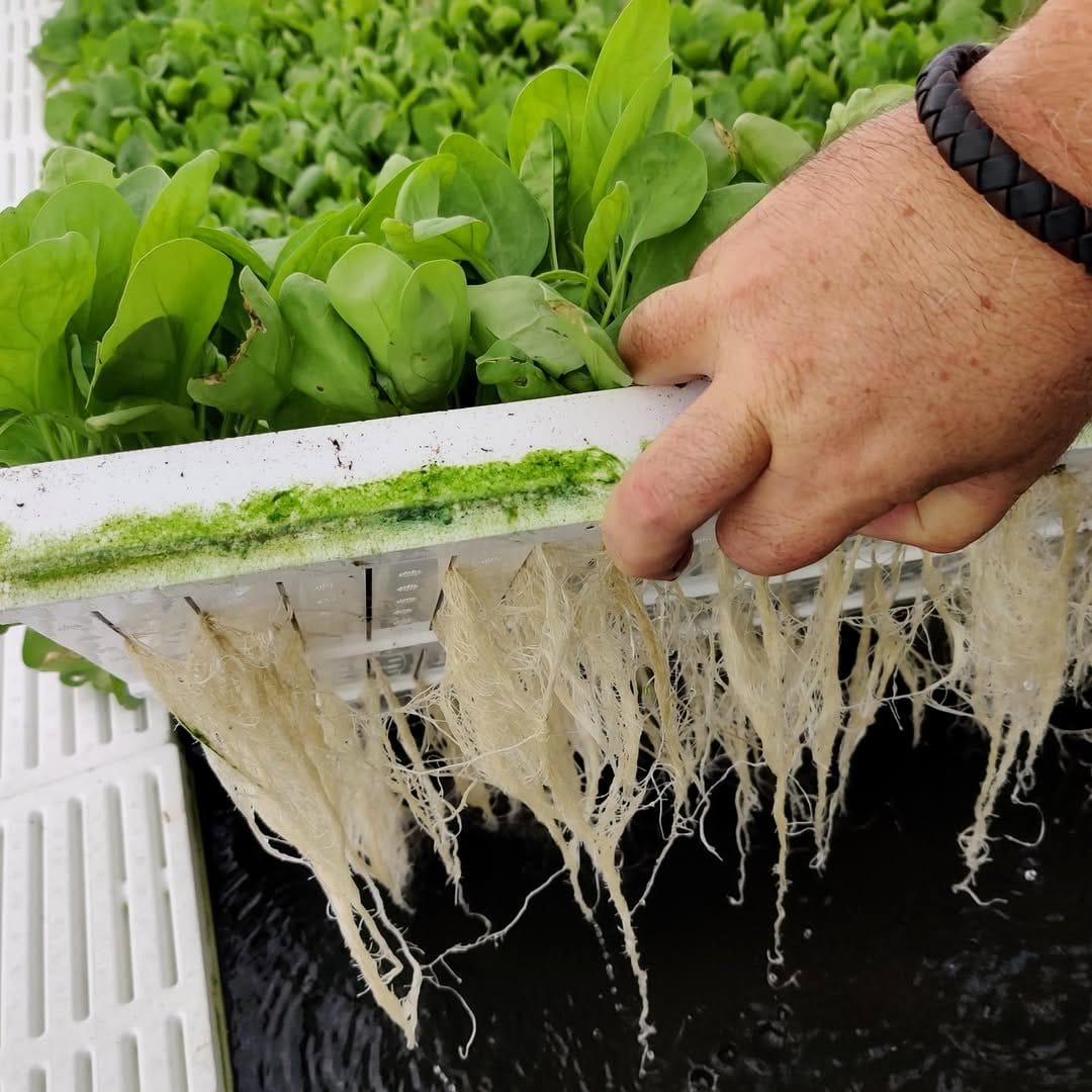 floating lettuce raft in water