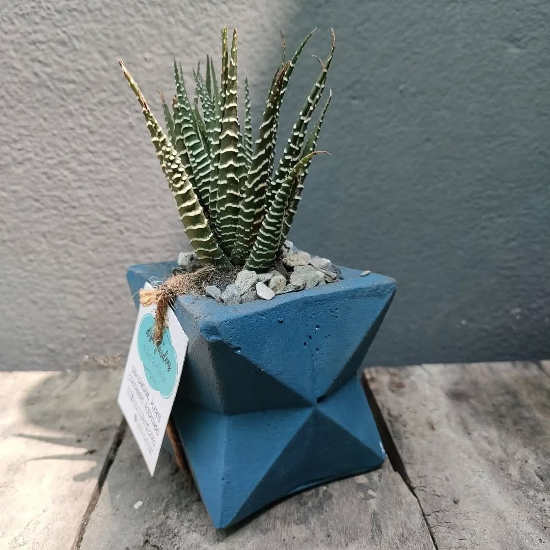 Compact haworthia in geometric planter