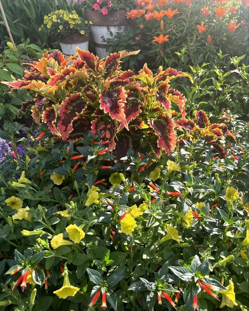 Coleus plant with colorful, serrated leaves