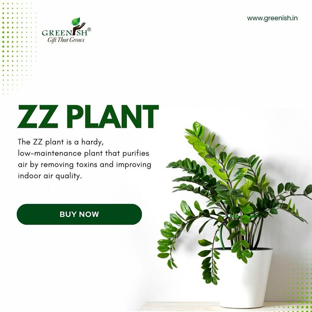 ZZ plant with glossy leaves
