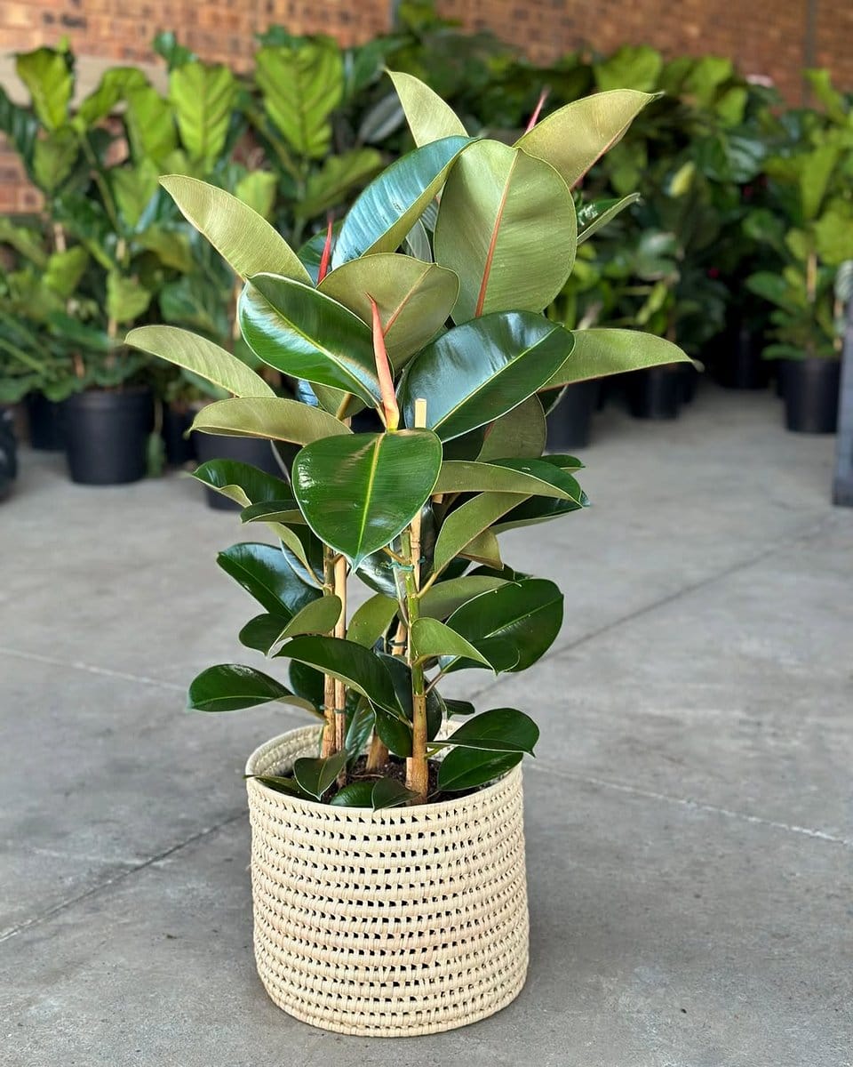 Rubber plant in wicker basket