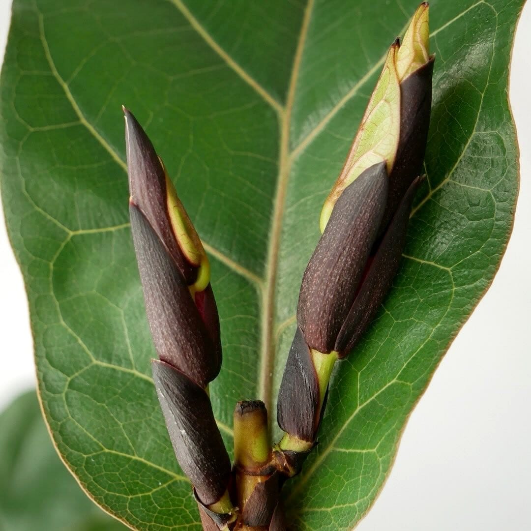 Impressive fiddle leaf fig in woven basket