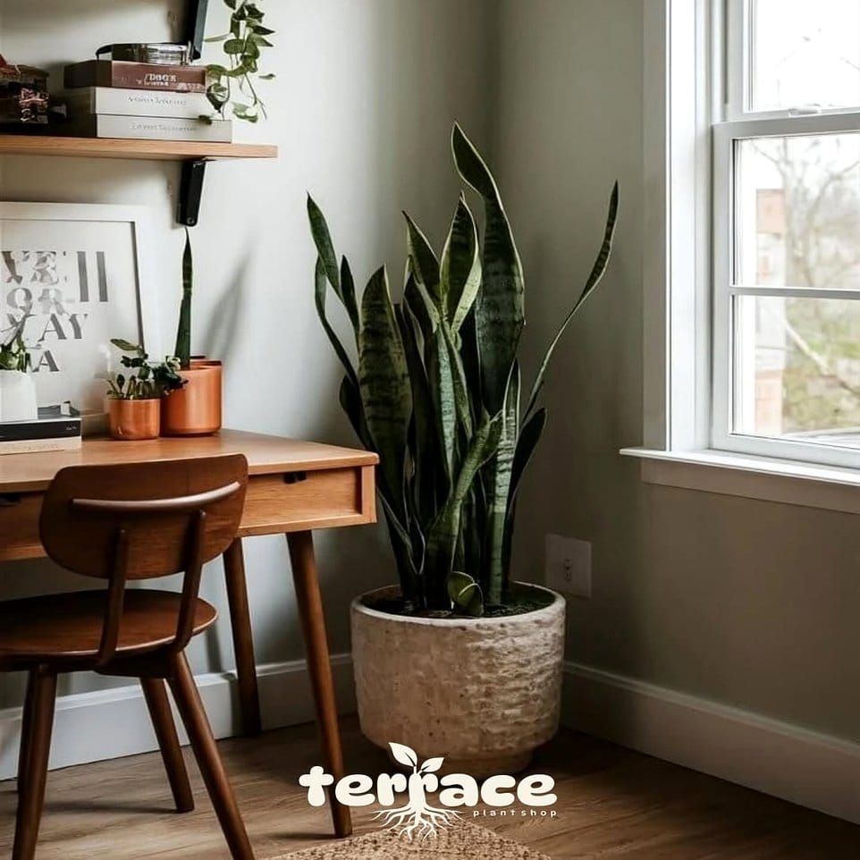 Multi-level plant terrace with diverse foliage