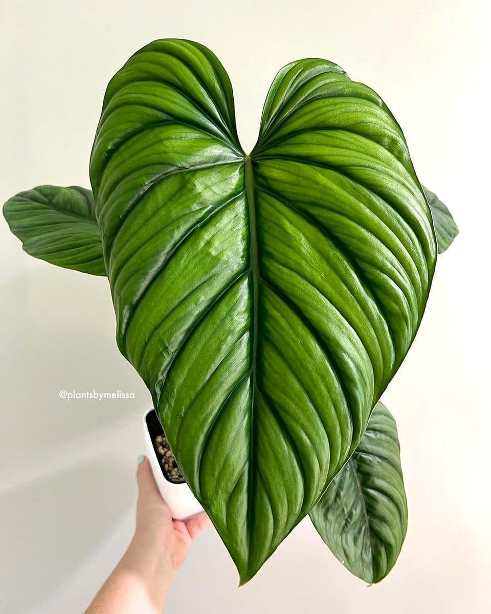 Philodendron plant on floor