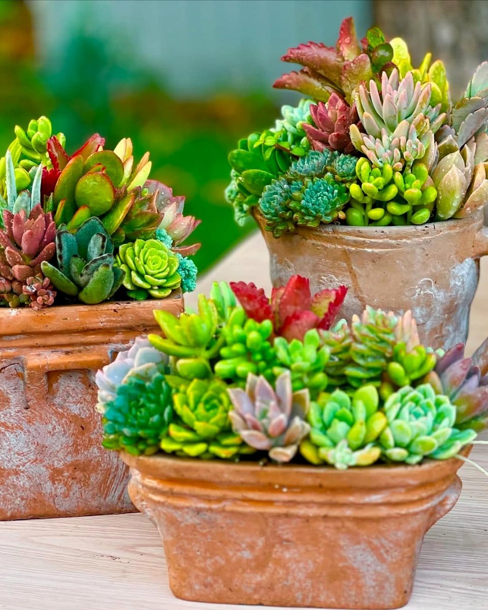 succulent-only plant pot arrangement
