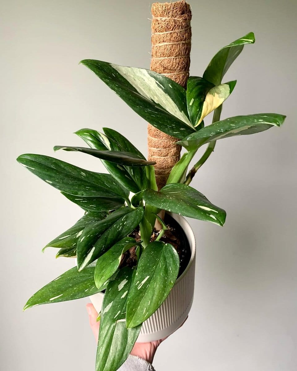 monstera albo variegata in living room