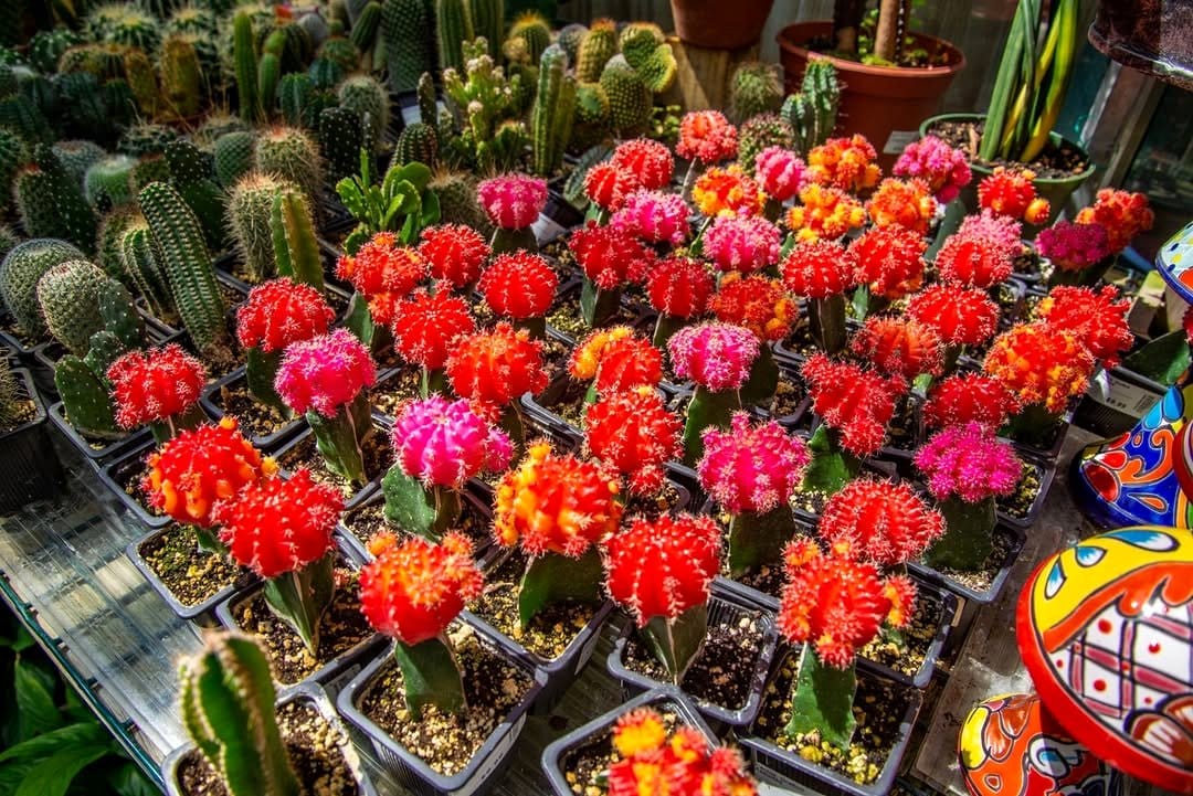 moon cactus with various colors