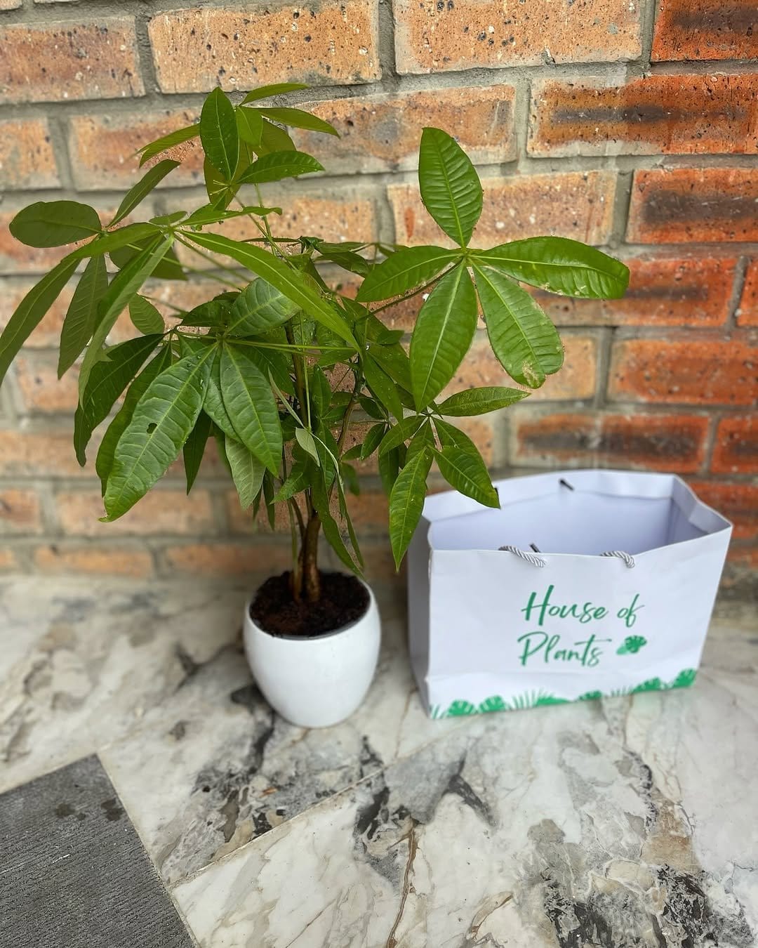Vibrant rubber tree in woven basket