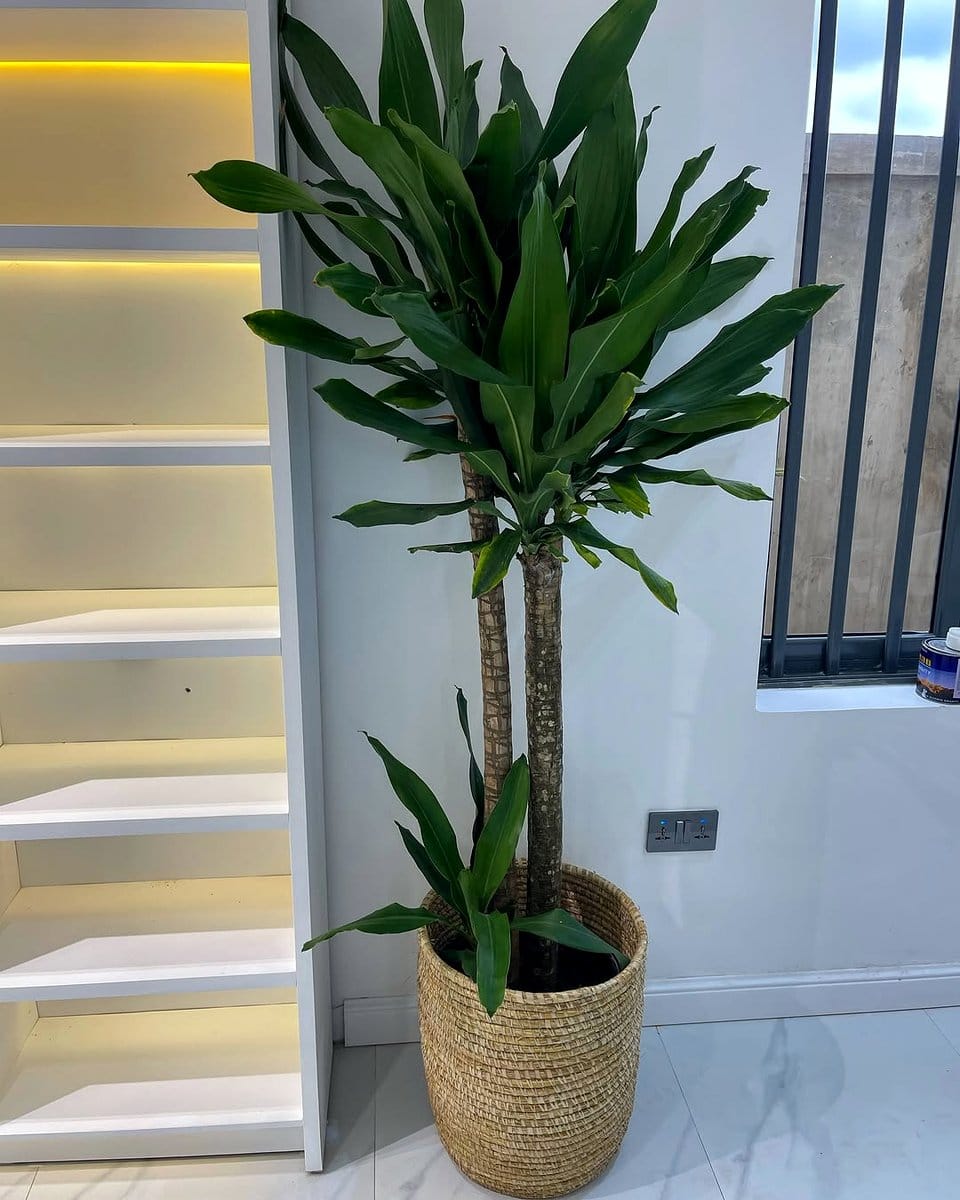 Rubber plant in woven basket