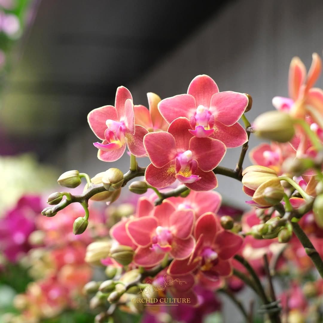 orchid in modern living room