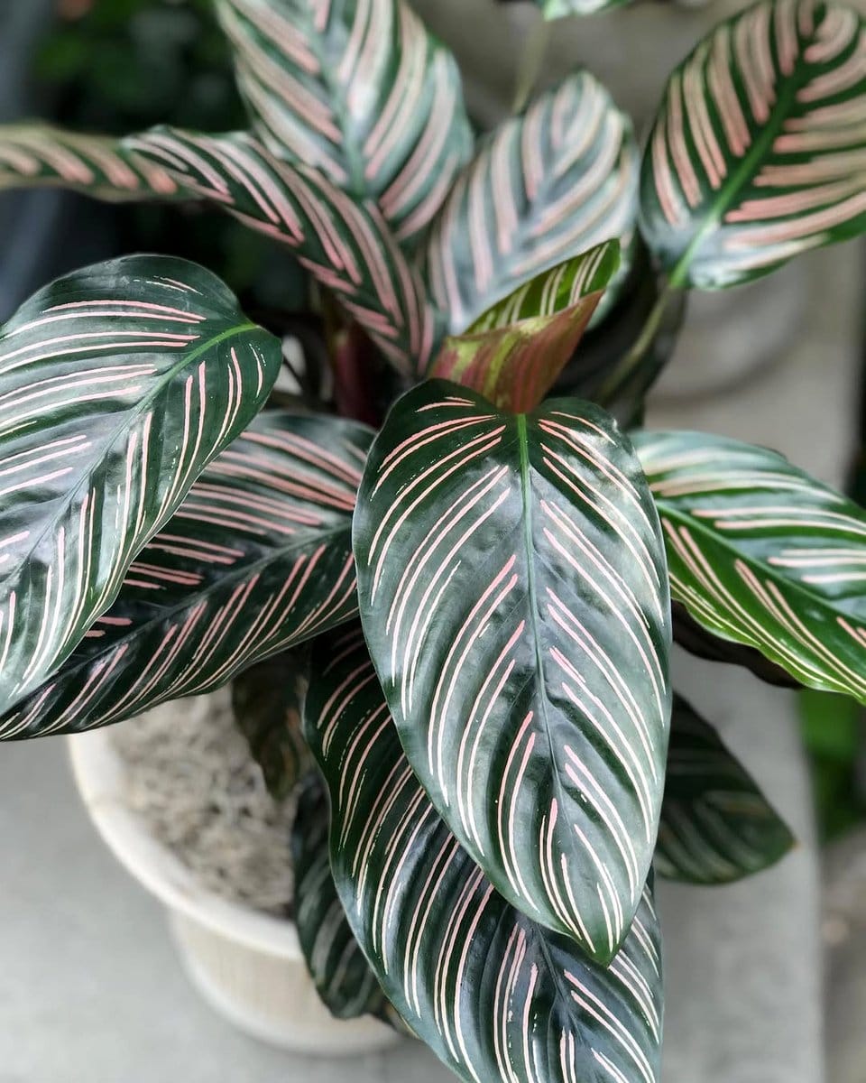 calathea with patterned leaves on dresser